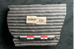 Foto (Detailansicht) von Sigillaria elongata Brongniart (NHMW-GEO-2024-0188-11069)